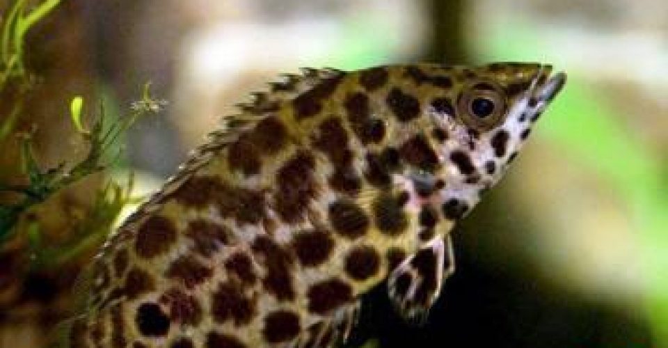 فروش انواع ماهی های تزئینی