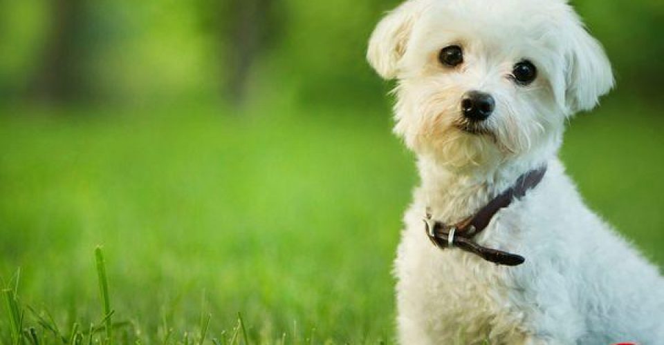 فروش سگ تبت