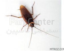 سمپاشی سوسک