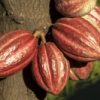 واردات پودر کاکائو آلکالایز و نچرال لاتامارکو
