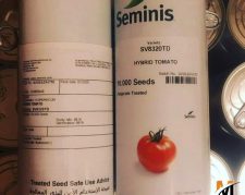 توزیع و فروش بذر گوجه فرنگی هیبرید 8320 سمینیس