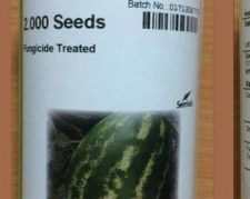 توزیع و فروش بذر هندوانه کریمسون