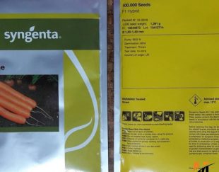 توزیع و فروش بذر هویج دوردوگنه سینجنتا